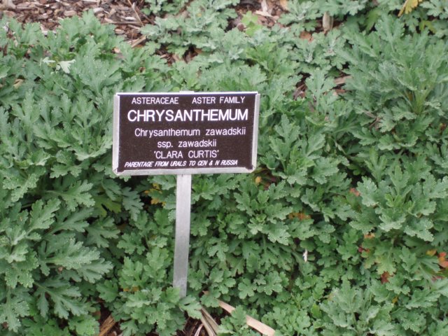 chrysanthemum.jpg